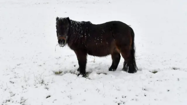 Snowy pony near Buxton