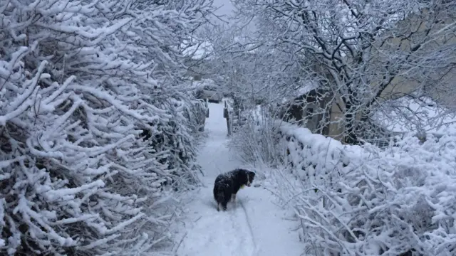 Collie in the snow in Buxton