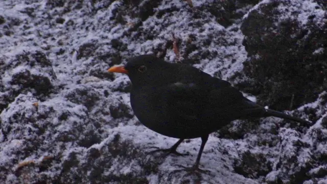 Black bird in the snow in Belper