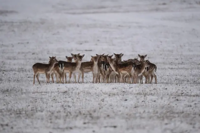 Stags in the snow