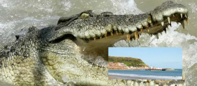 Crocodile and Scarborough