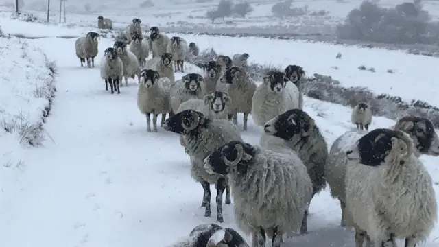 Sheep in the snow in Taxal