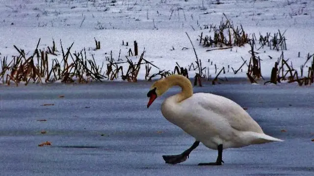 Lydbury North snow