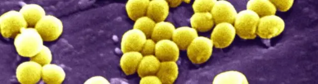 Staphylococcus Aureus