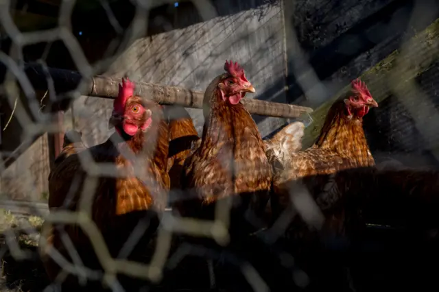 Hens behind a fence