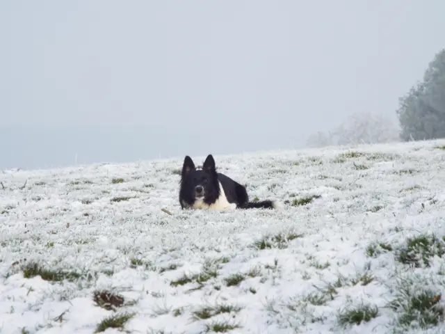 Dog in the snow