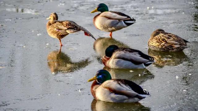 Ducks on a frozen lake in Wingerworth