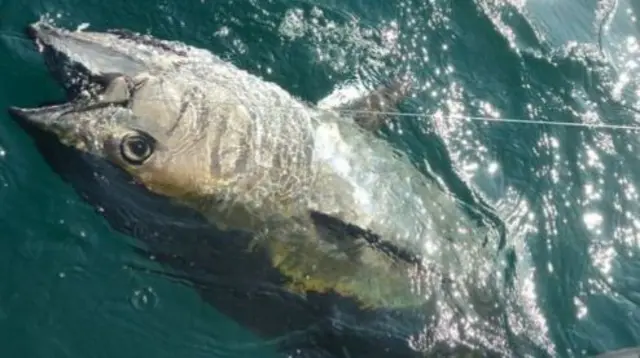 A Bluefin tuna caught off Guernsey