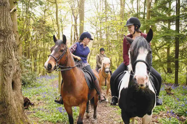 Horses