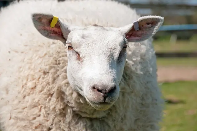 Texel sheep