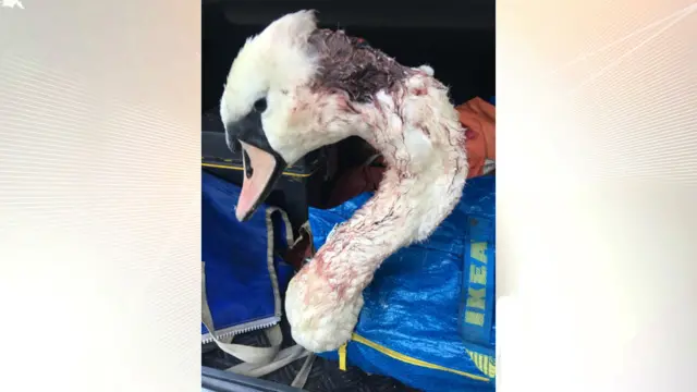 Injured swan