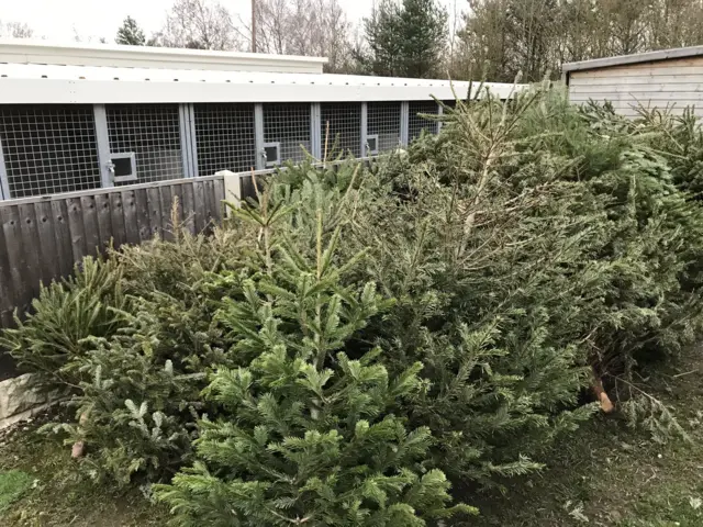 Christmas trees for goats