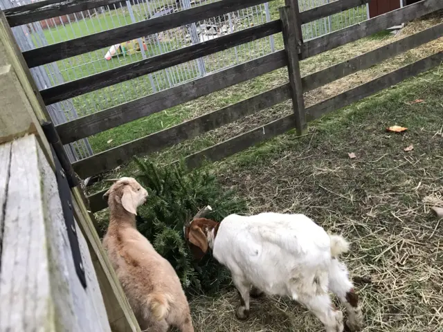 Goats eating Christmas trees