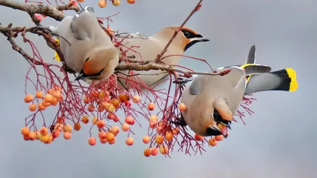 Waxwings