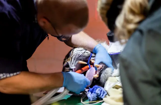 Paignton Zoo tiger gets dental treatment