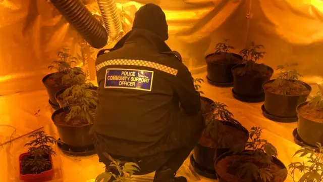 Cannabis farm