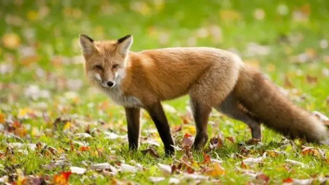 Since the ban, there are suspicions fox hunting takes place illegally