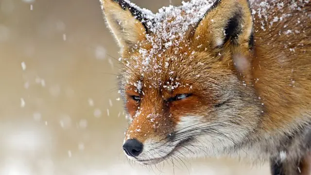 Fox in snow