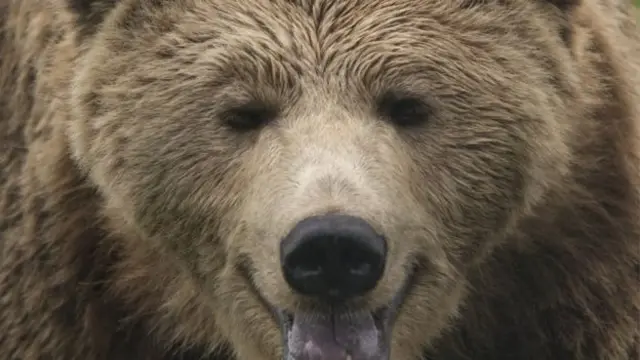 A close-up of a European brown bear