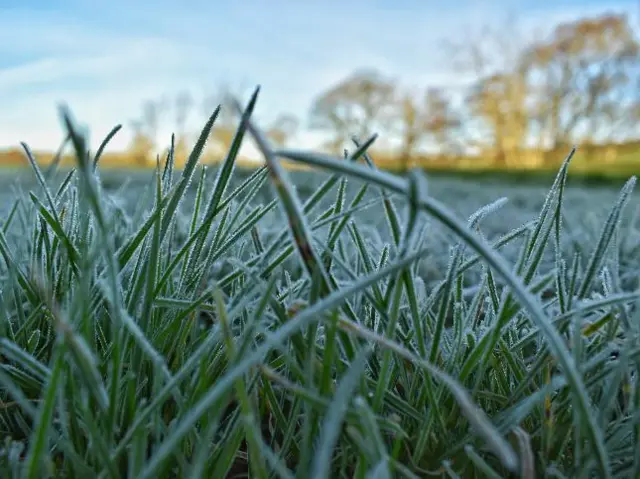 Frost on grass, with sun on trees in background