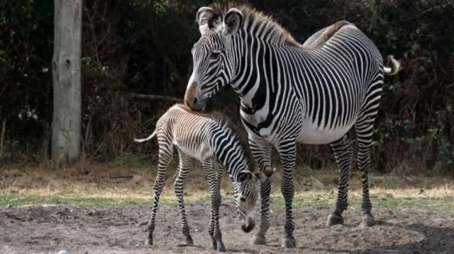 Zebras