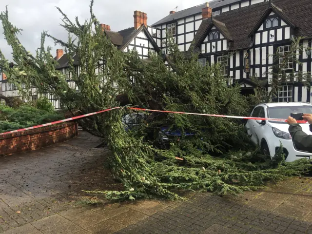 The fallen tree