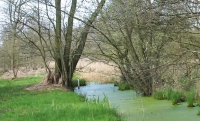 Askham Bog