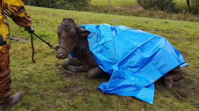 The cow after being rescued