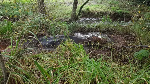 The cow in mud