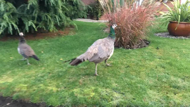 A peacock running away from the person taking the photo