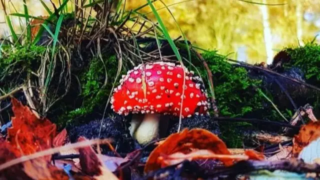 Stone mushrooms