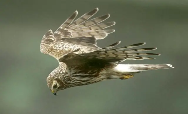 Hen harrier