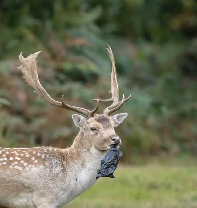 Bradgate Park dog poo deer