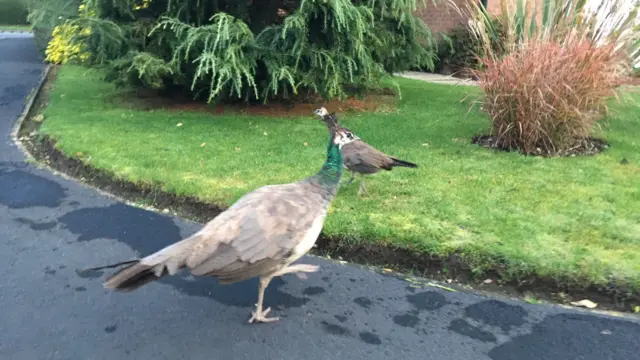 Peacocks running