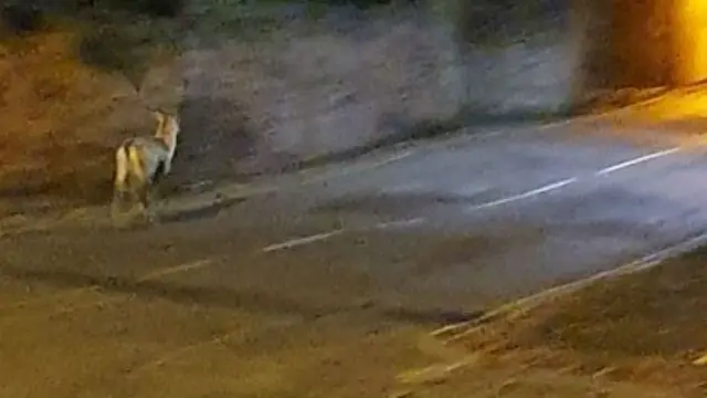 Deer wandering up a residential street