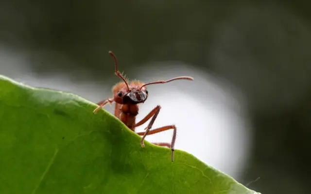 Ant