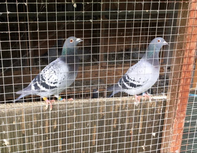 Two pigeons