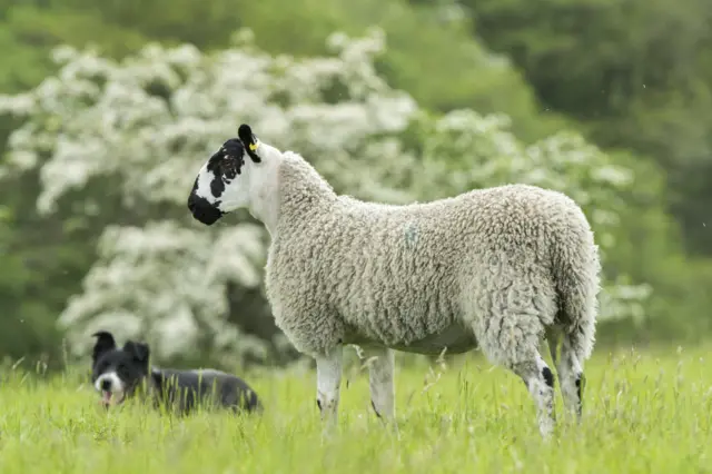 Gimmer lamb