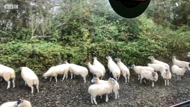 Sheep