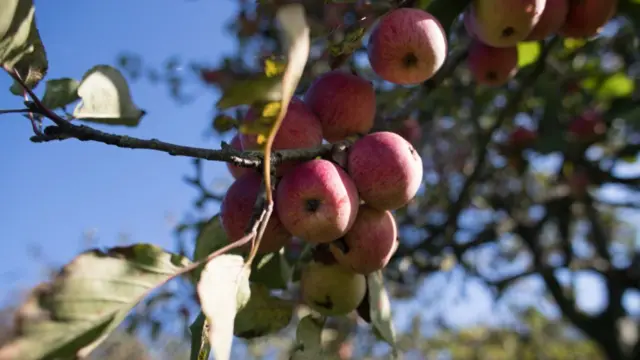 Apples on a tree in England