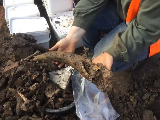 Cow bone building site