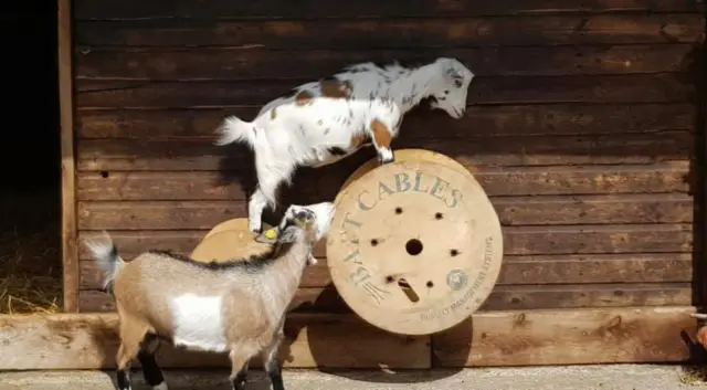 Goats on a wheel