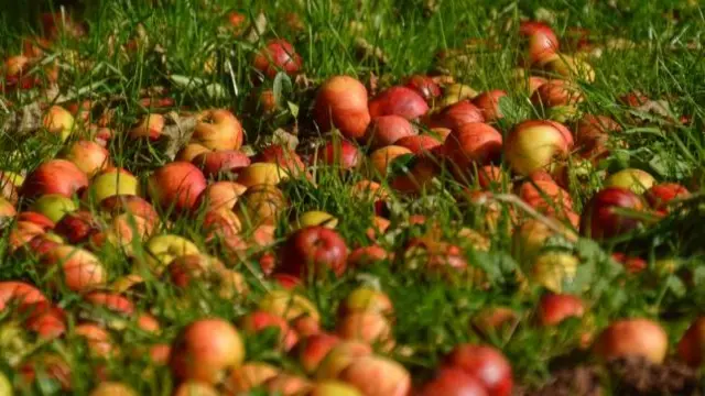 Apples