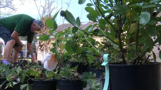Grantham Hospital garden