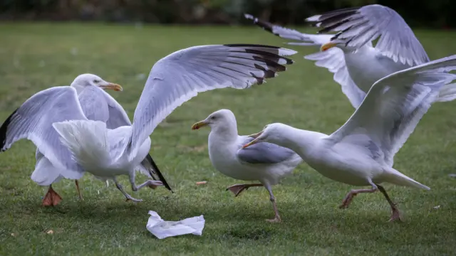 Gulls