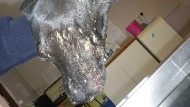 Dog's badger baiting injuries