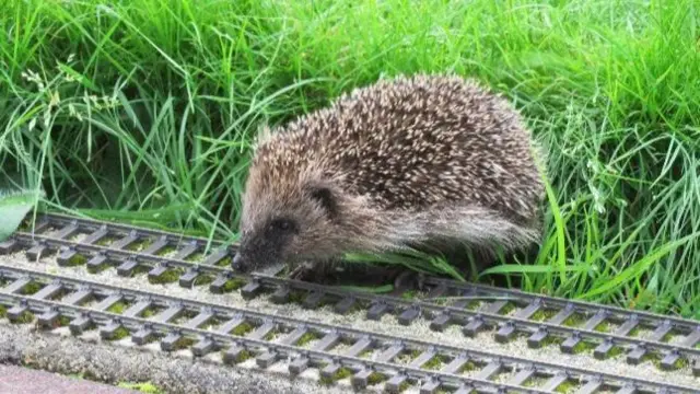 Hedgehog