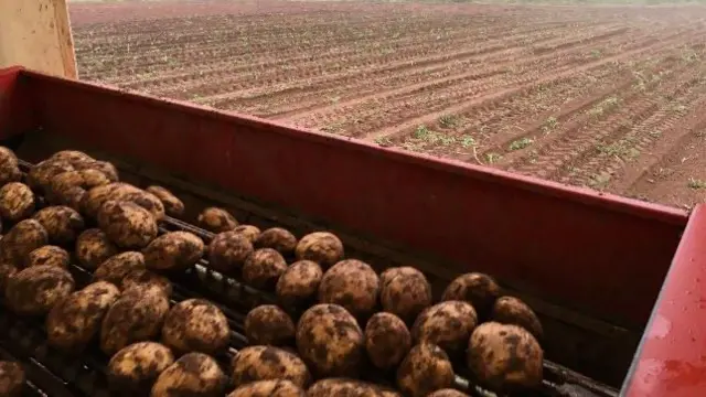 Potatoes