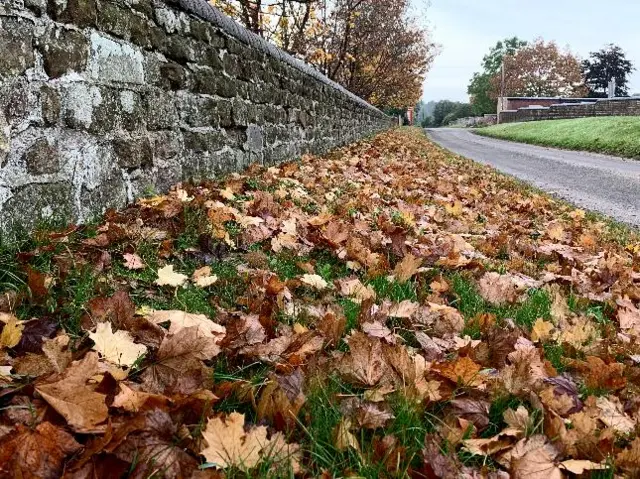 Newport leaves