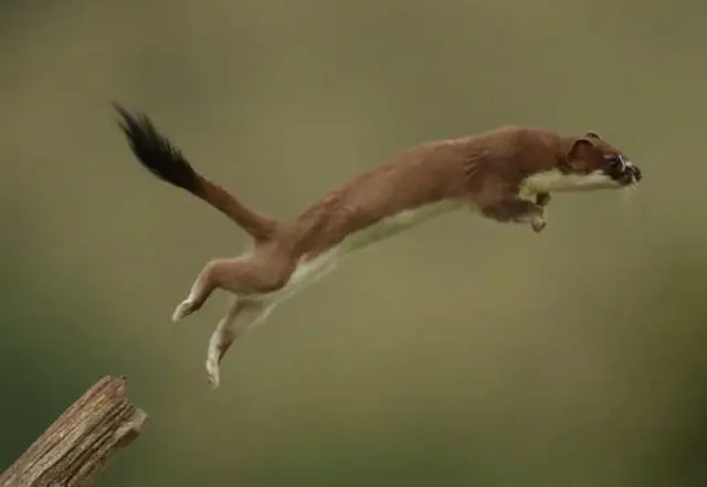 Weasel jumping